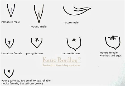 Tortaddiction A Helpful Guide To Determining The Sex Of