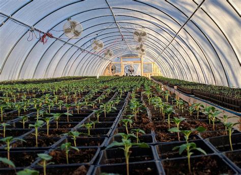 light deprivation greenhouses     grow  hemp