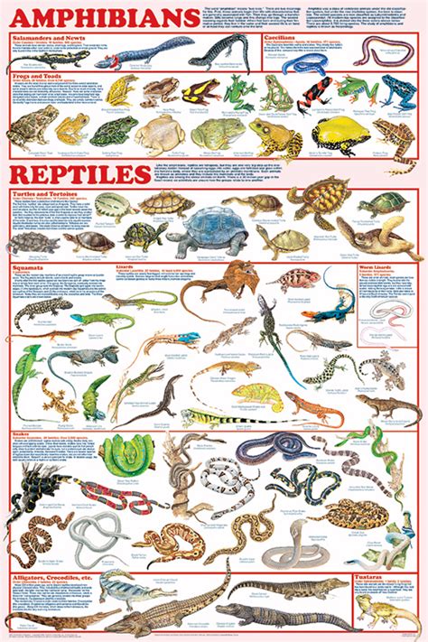 amphibians reptiles laminated poster