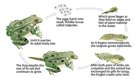 interesting facts  amphibians  interesting facts