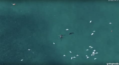 drone video captures divers battle   shark dronedj