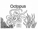 Coloring Pages Slippery Fish Template Octopus sketch template