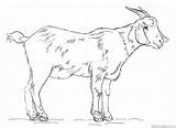 Goat Drawing Draw Coloring Realistic Step Pages Sketch Pencil Kids Supercoloring Boer Cute Drawings Cartoon Outline Billy Easy Printable Colouring sketch template