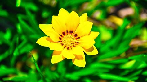 Yellow Flower Wallpaper Beautiful Desktop Wallpapers 2014