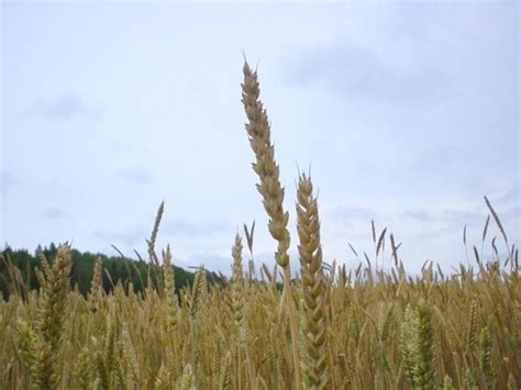 picture wheat plant