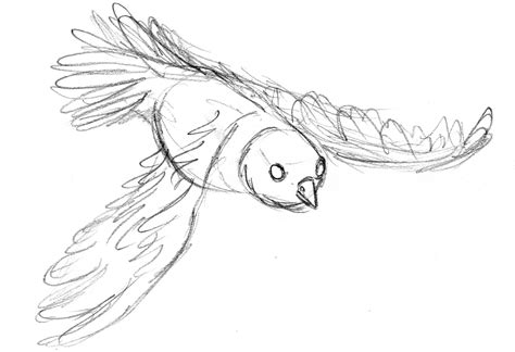 blue bird flying drawing  getdrawings