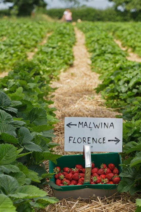 strawberry farm stock photo image  land nature sunny