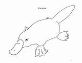 Platypus Draw Billed sketch template