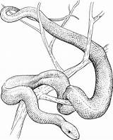 Mamba Snakes Schlange Rattlesnake Diamondback Supercoloring Moccasins Moccasin Designlooter Nachzeichnen sketch template