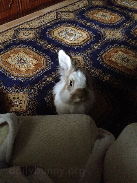 Bunny Has Caught A Whiff Of The Banana His Human S Enjoying — The Daily