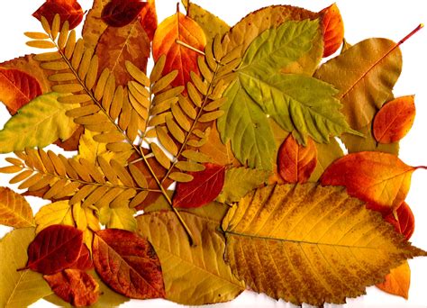 autumn leaves collage picture free photograph photos