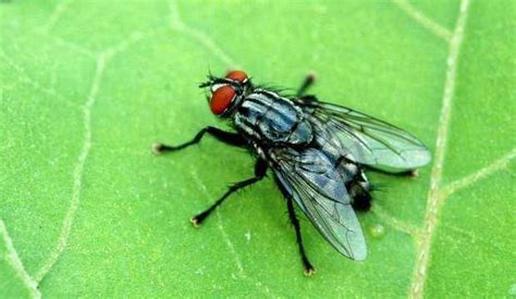 rueyada kara sinek sueruesue goermek ne anlama gelir rueyada kara sinek