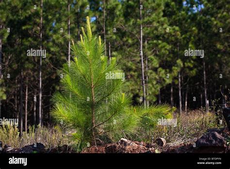 sapling tree  res stock photography  images alamy