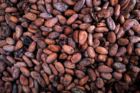 mayan cacao beans