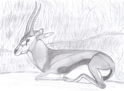 gazelle ii drawing  aric conall