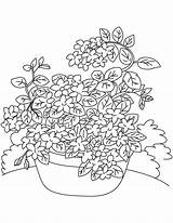 Coloring Vine Pages Flower Vines Jasmine Wisteria Drawing Printable Getdrawings Getcolorings Template sketch template