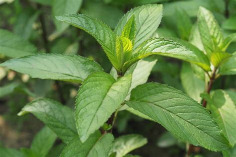 peppermint    flavourful herb plantura