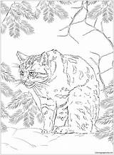 Scottish Pages Wildcat Coloring Cat Color Online sketch template