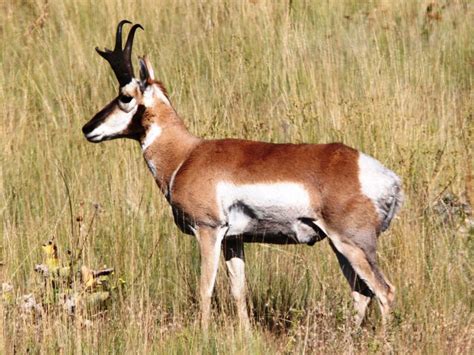 nature notes   animal    pronghorn