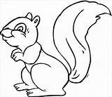 Squirrel Tupai Paling Bayi Koleksi Pewarna Webtech360 Coloringbay Mewarna Berlatih sketch template