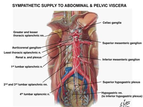 ppt introduction to the autonomic nervous system steven