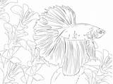 Betta Pez Kampffisch Ausmalbild Supercoloring Pintar Peces Peixe Bubakids Kampffische sketch template