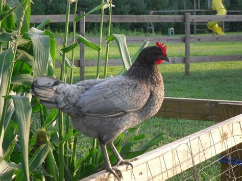delaware blue hen backyard chickens learn   raise chickens