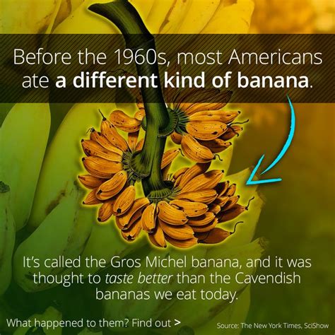What Happened To The Gros Michel Banana Botany