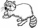 Raccoon Coloring Pages sketch template