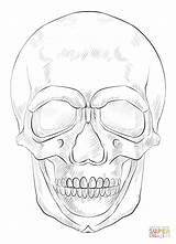 Skull Drawing Draw Human Coloring Pages Step Face Printable Sketch Anatomy Beginners Half Drawings Kids Proportion Tutorial Skulls Realistic Pencil sketch template