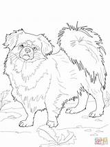 Poodle Collie Tibetan Coloringhome Spaniel Supercoloring Hunde Akita sketch template