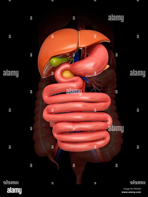 abdominal organs  res stock photography  images alamy
