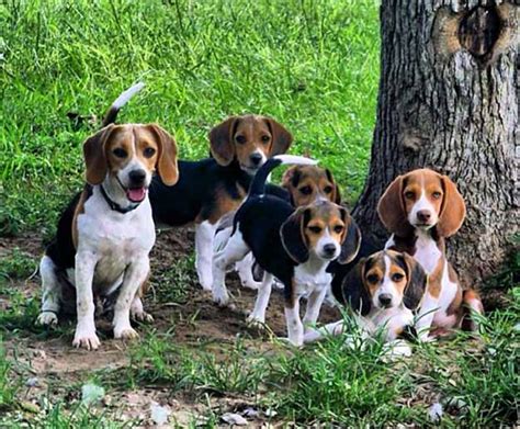 dos  donts  beagle hunting training   hunt total