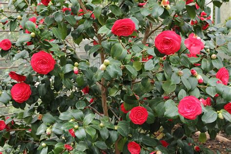 camellia japonica wikipedia