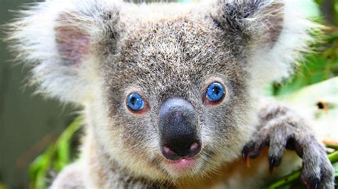 koalas have a bifurcated penis shots of science