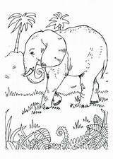 Elefant Elefante Olifant Ausmalen Malvorlage Ausdrucken Ausmalbild Elefanten Vorlagen Kleurplaten Educima Educolor Schoolplaten Schulbilder Große Scarica sketch template