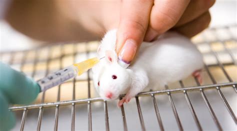 cosmetic companies support animal testing avoid  davidwolfecom