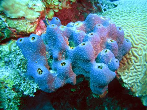sponges  flower garden banks national marine sanctuary