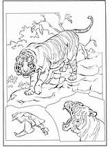 Kleurplaten Tigre Tijger Malvorlagen Tygrys Desenhos Fargelegg Felini Katachtigen Jachtluipaard Dyr Dieren Pubblicità Coloriages Animaux Felinos Felino Zwierzęta Chats Anzeige sketch template
