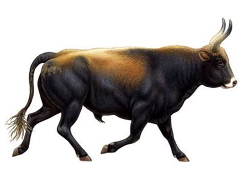 aurochs endangered extinct newly discovered rediscovered animal