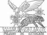 Coloring Jaguar Falcon Aplomado Pages Mural sketch template