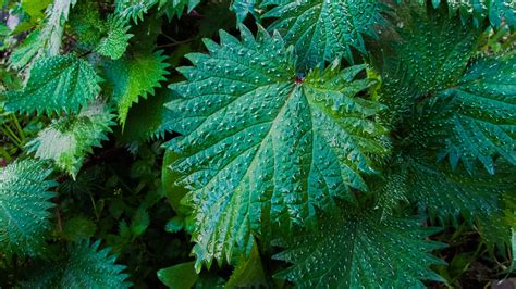 nettle leaves drops wallpaper hd nature  wallpapers images