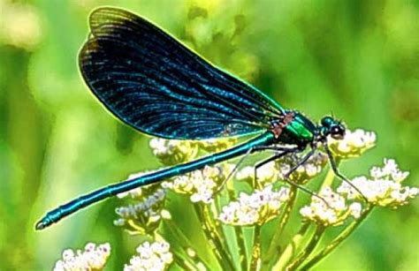 Odonates 101 Dragonflies And Damselflies