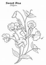 Pea Outlines Embroidery Watercolor Peas Botanical Colorier sketch template