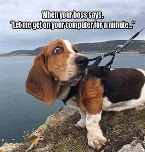 12 Best Basset Hound Memes Of All Time