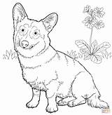 Corgi Coloring Pages Welsh Dog Pembroke Printable Drawing Color Hard Cute Line Online Print Colouring Drawings Animals Designlooter Getdrawings Kids sketch template