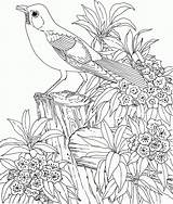 Coloriage Difficile Colorier Oiseau Oiseaux Dure Animaux Coloriages Paysage Realiste Magique 4eme Réaliste sketch template