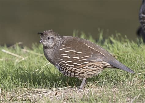 Male And Female California Quail Feathered Photography