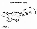 Skunk Coloringnature sketch template