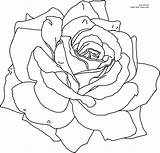 Drawing Rose Library Clipart Line Flowers sketch template